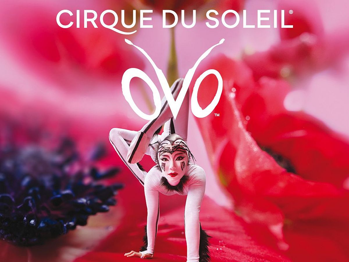 Grafik der Show "OVO" von Cirque du Soleil mit einer Artistin in weißem Kostüm und aufwendigem Make-Up auf einer roten Mohnblüte. Sie steht auf Händen und streckt ihre Beine oben, sie schaut direkt uns an. Oberhalb steht Cirque du Soleil und der Titel der Show "OVO". Darunter werden die Tour-Termine aufgezählt. 