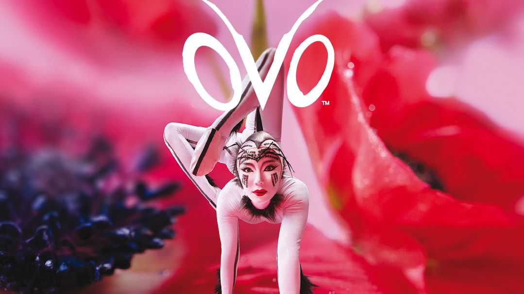 Grafik der Show "OVO" von Cirque du Soleil mit einer Artistin in weißem Kostüm und aufwendigem Make-Up auf einer roten Mohnblüte. Sie steht auf Händen und streckt ihre Beine oben, sie schaut direkt uns an. Oberhalb steht Cirque du Soleil und der Titel der Show "OVO". Darunter werden die Tour-Termine aufgezählt. 